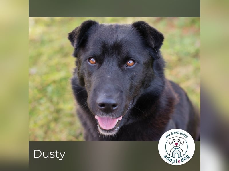 Dusty: der Herzensbrecher