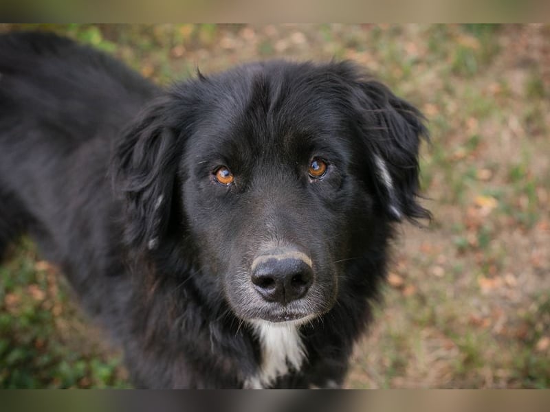 Stoffel: Sucht ein Zuhause