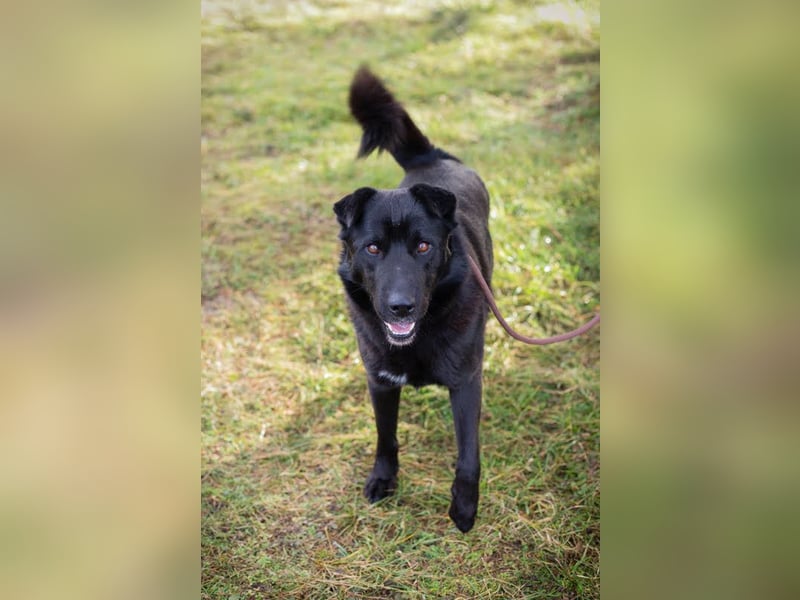 Dusty: der Herzensbrecher