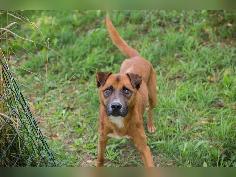 Abbi: sucht ein Zuhause