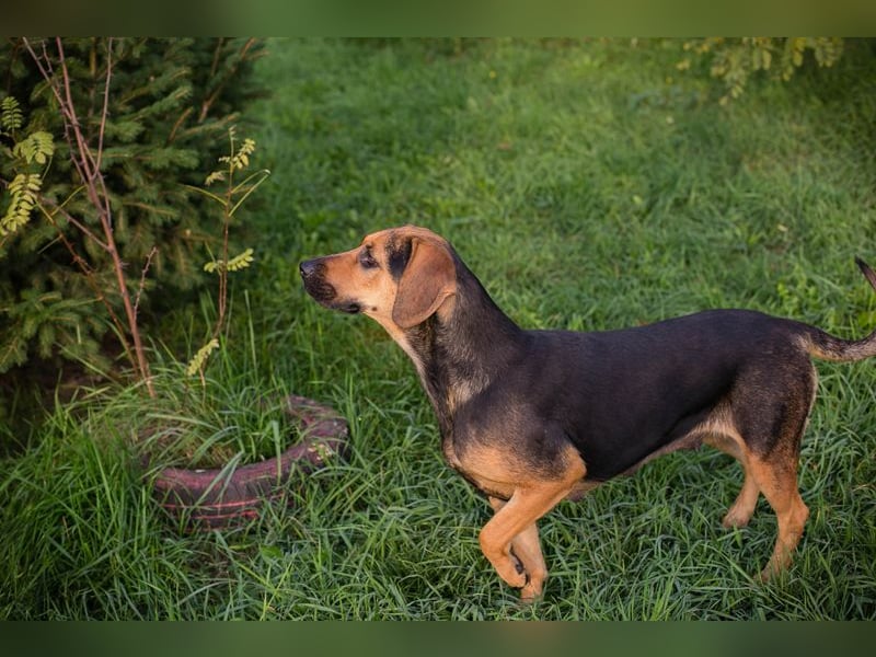 Milena: Sucht ein Zuhause