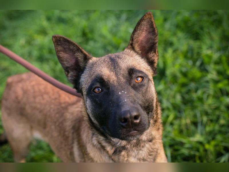 Dete: Sucht ein Zuhause