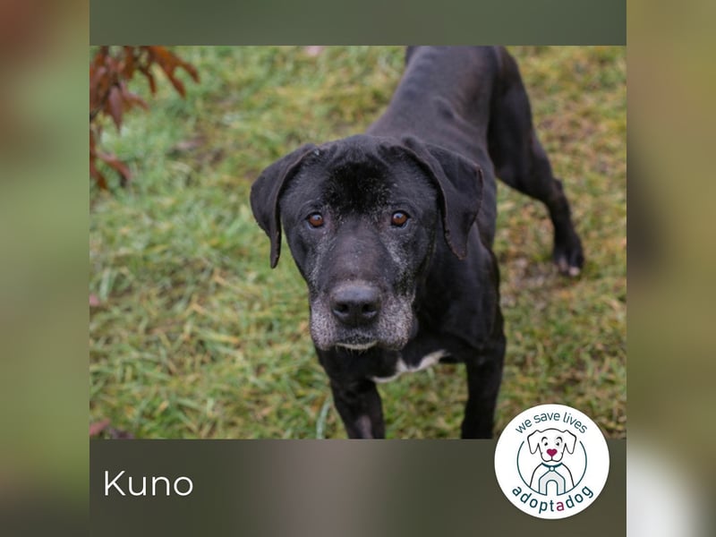 Kuno sucht ein Zuhause