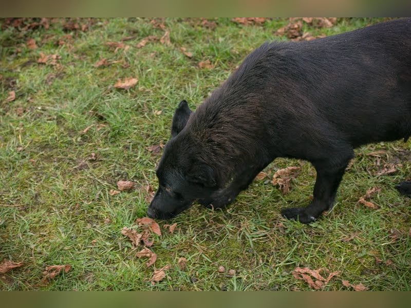 Sonja: Hundemama sucht Zuhause