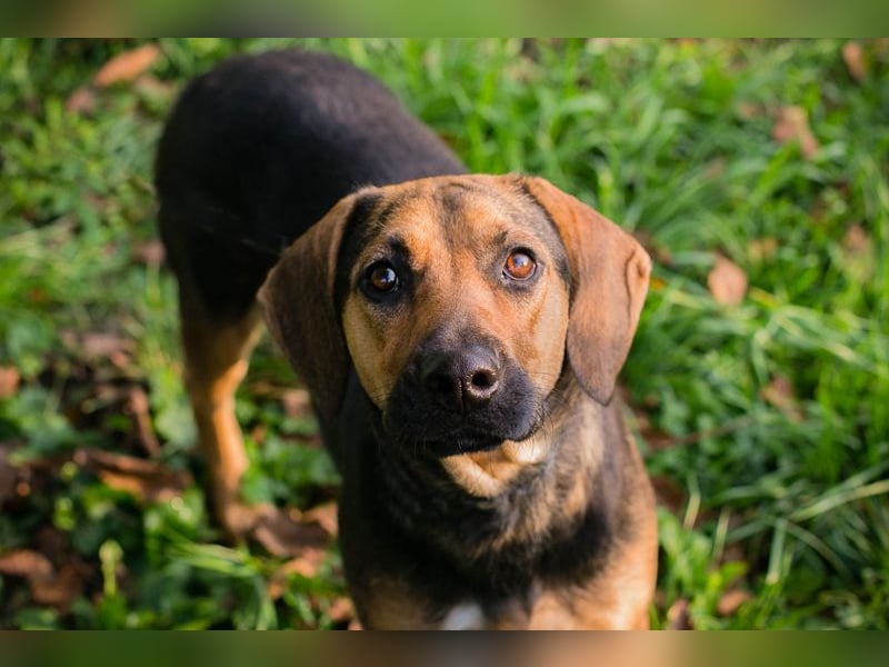 Milena: Sucht ein Zuhause