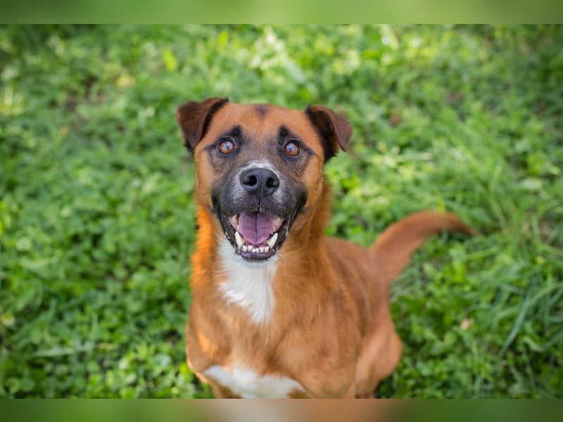 Abbi: sucht ein Zuhause