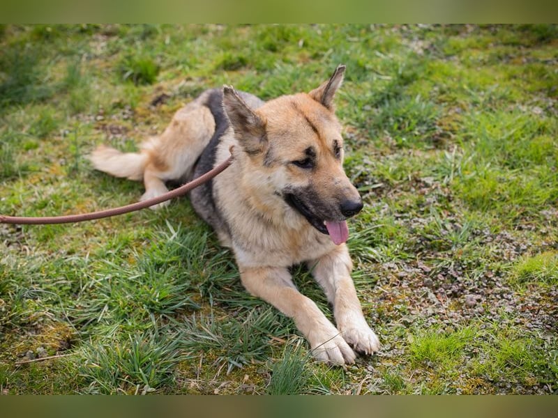 Iris sucht ein Zuhause