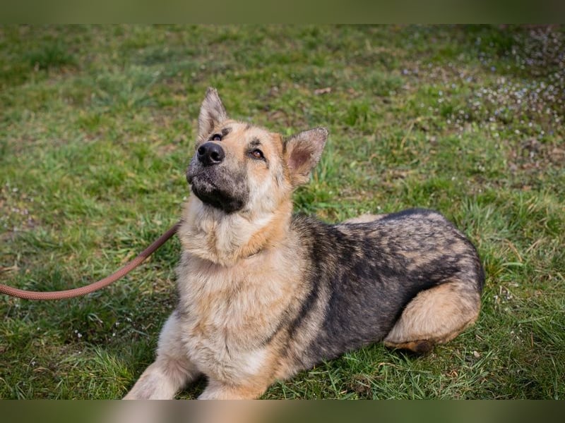 Iris sucht ein Zuhause