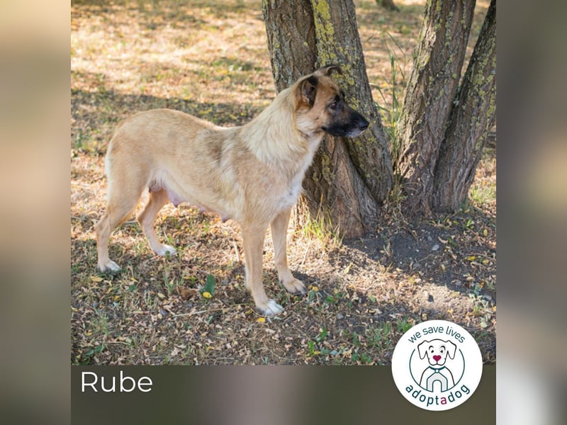 Rube: Sucht ein Zuhause