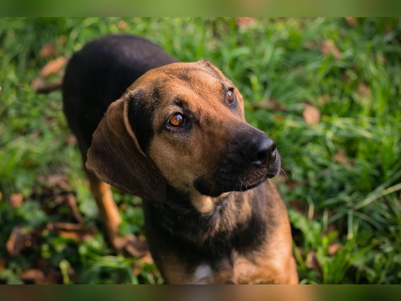 Milena: Sucht ein Zuhause