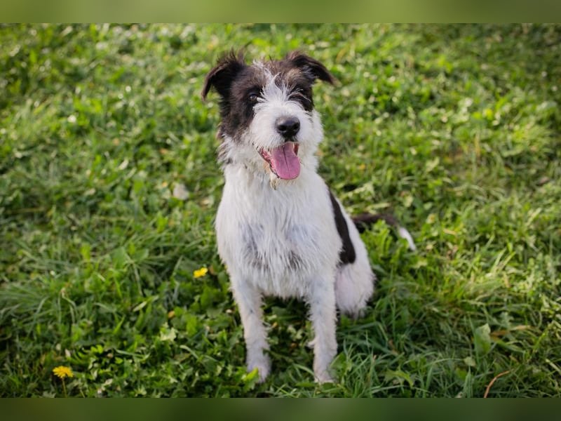 Chip 214352: sucht ein Zuhause