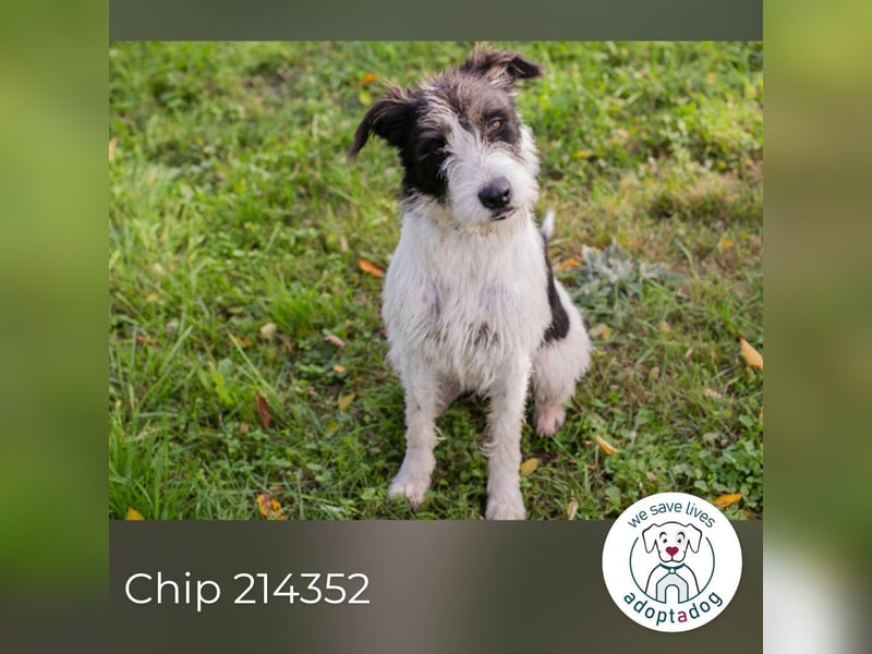 Chip 214352: sucht ein Zuhause