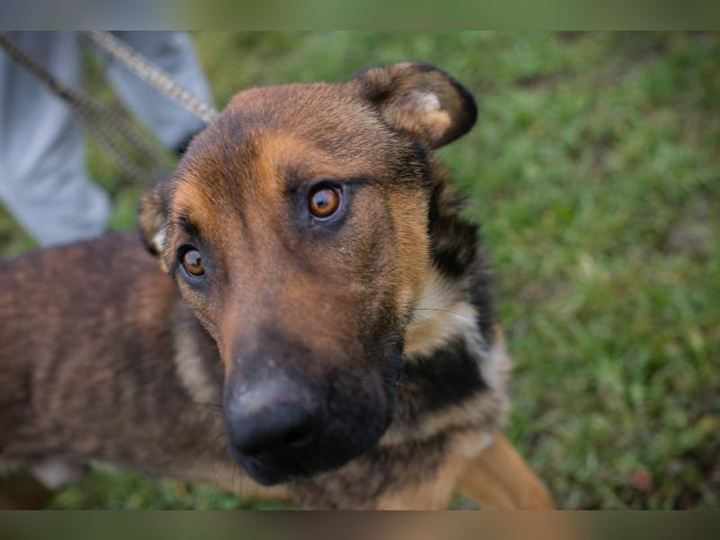 Chip 265644 sucht ein Zuhause