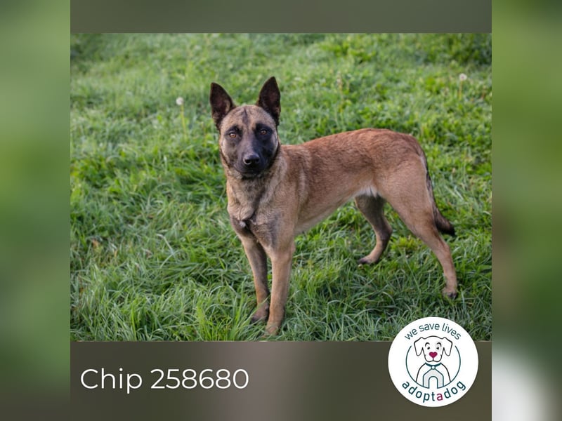 Chip 258680: Sucht ein Zuhause Chip 258680: Sucht ein Zuhause