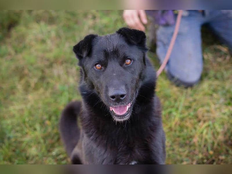 Dusty: der Herzensbrecher