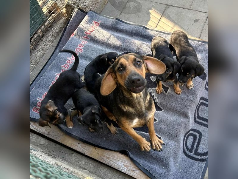 Milena: Sucht ein Zuhause