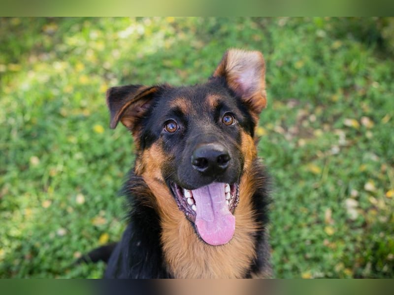 Ein neues Gesicht im Tierheim