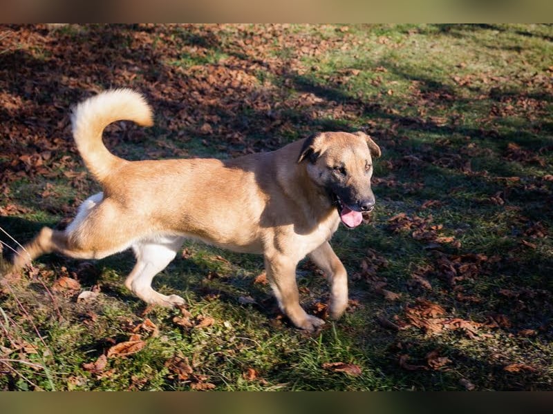 Bofur: sucht sein neues Zuhause