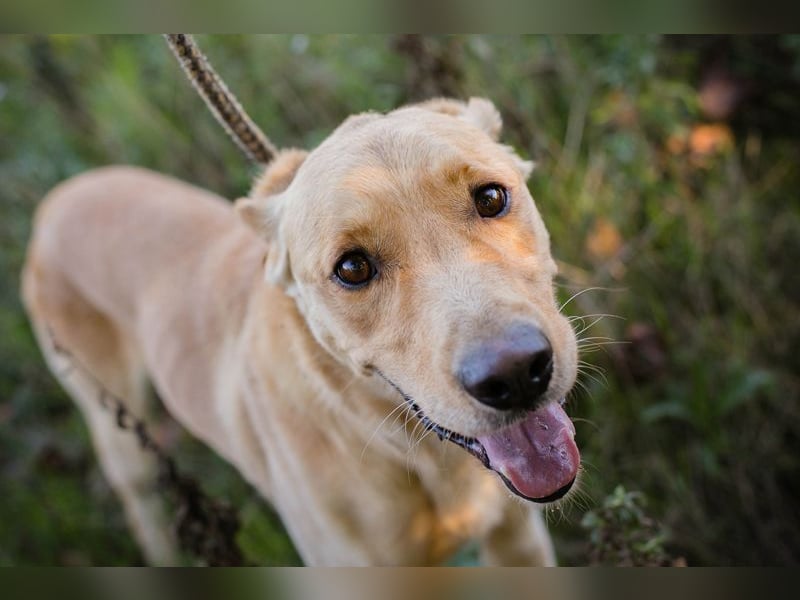 Chip 2152232: Sucht ein Zuhause