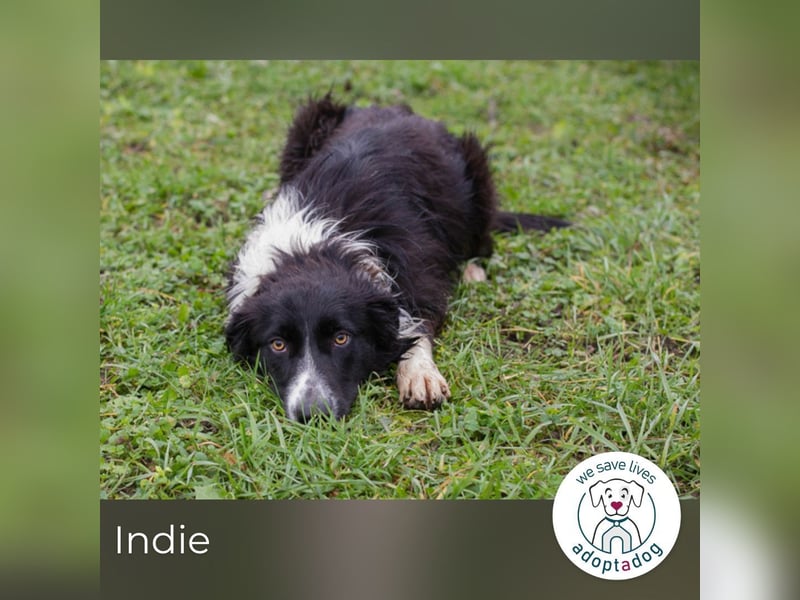 Indie sucht ein Zuhause