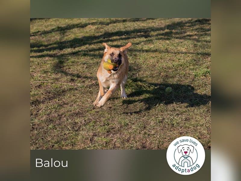 Balou: Lieber Tollpatsch