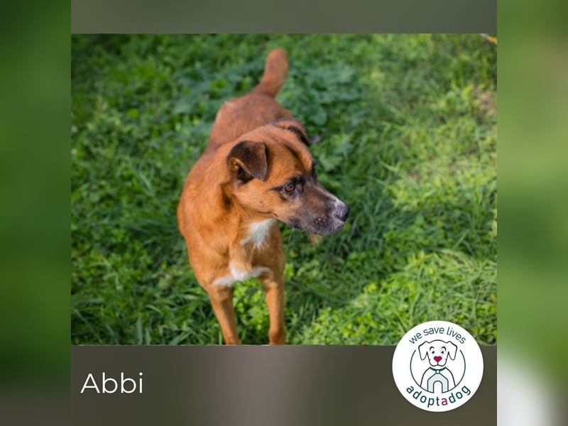 Abbi: sucht ein Zuhause