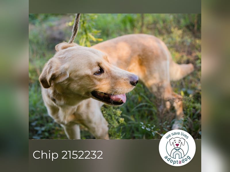 Chip 2152232: Sucht ein Zuhause