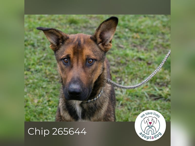 Chip 265644 sucht ein Zuhause
