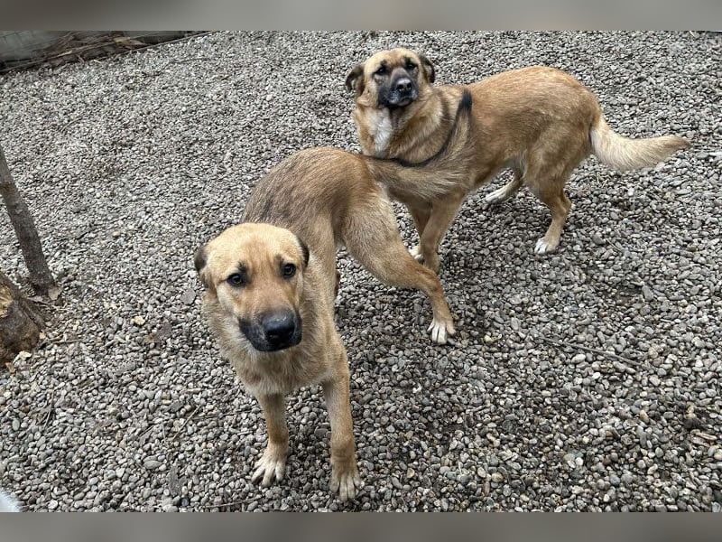Rube: Sucht ein Zuhause