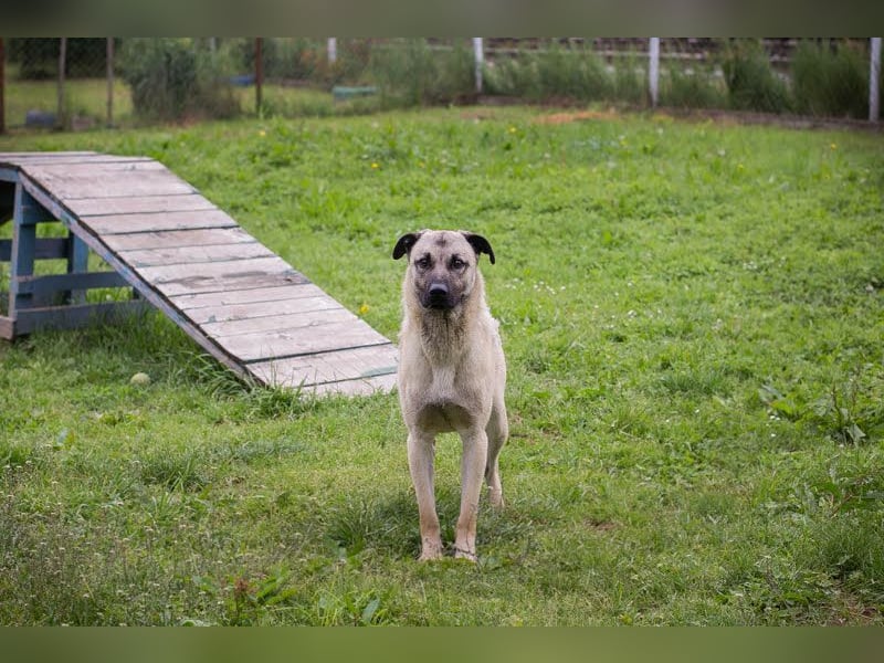 Vito: Großer Kerl, großes Herz