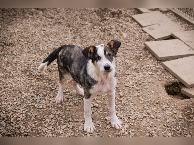 Jim: Sucht ein Abenteuer