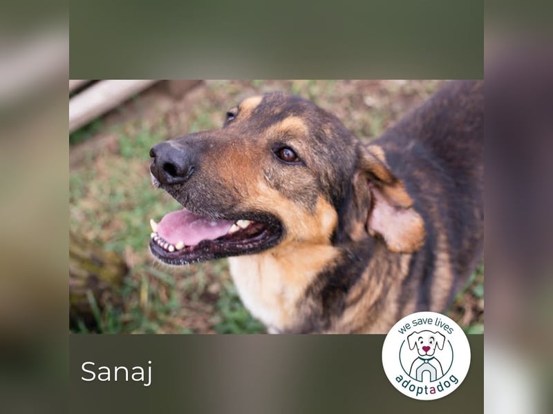 Sanaj: Alt, weise und voller Hoffnung