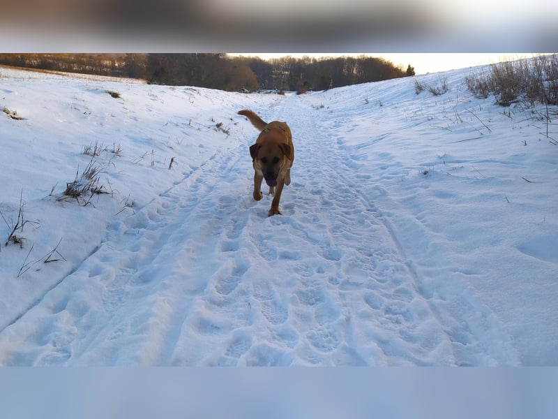 Balou: Lieber Tollpatsch