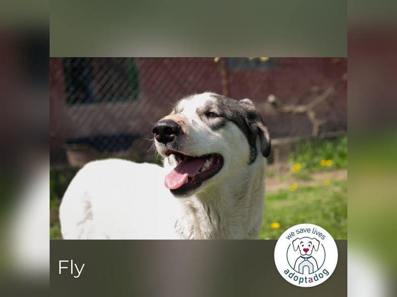 Fly: Wartet sehnsüchtig auf ihr Zuhause