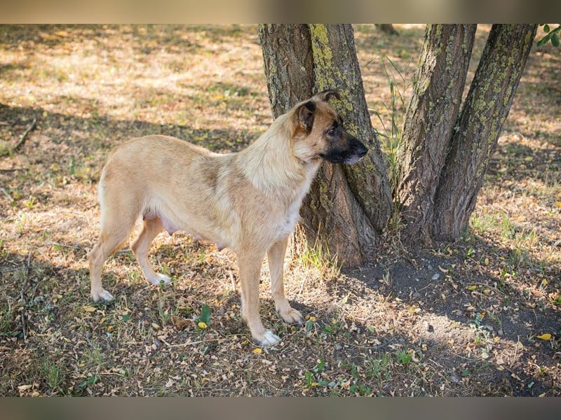 Rube: Sucht ein Zuhause