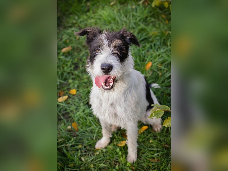 Chip 214352: sucht ein Zuhause