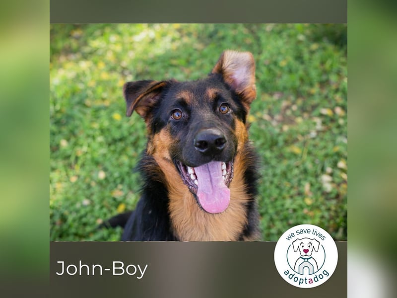 John-Boy: Junghund sucht ein Zuhause