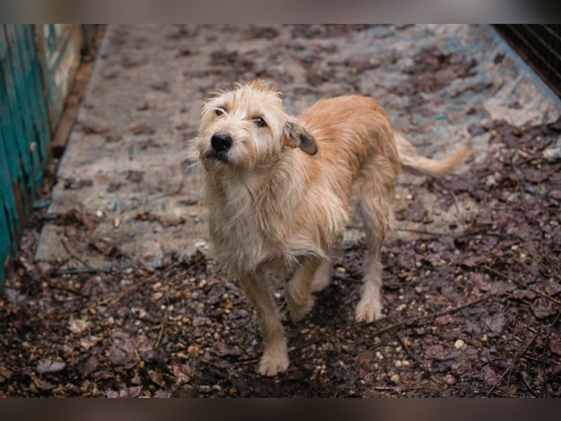 Maya sucht ein Zuhause