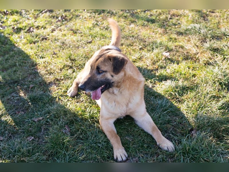 Bofur: sucht sein neues Zuhause