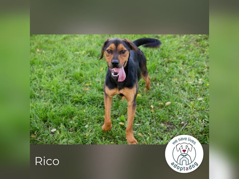 Rico – Findet der kleine Sausewind bei dir seinen Platz?