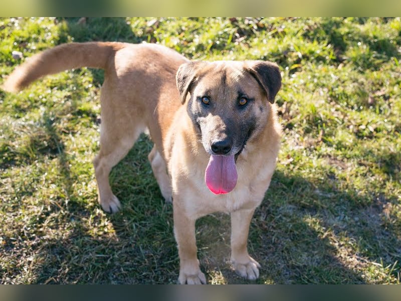 Bofur: sucht sein neues Zuhause