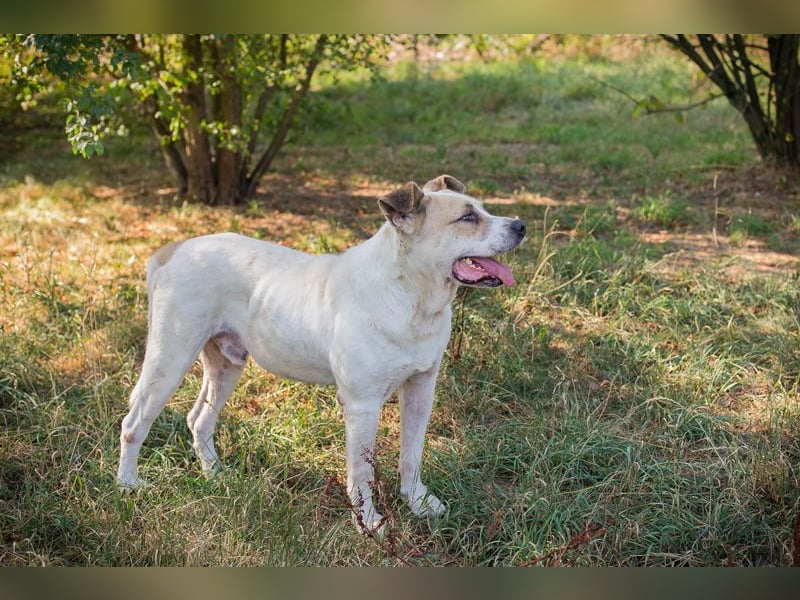 Ace: sanfter Riese sucht ein Zuhause