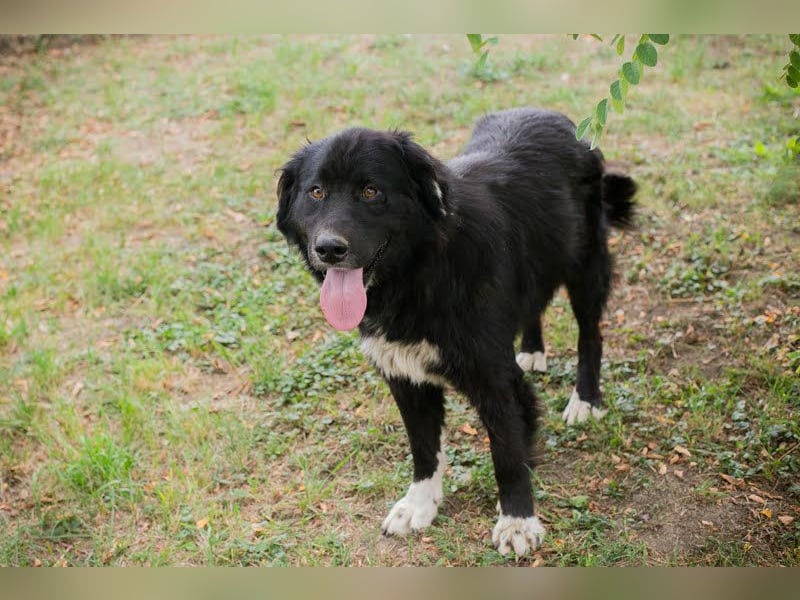 Stoffel: ein Herz auf vier Pfoten