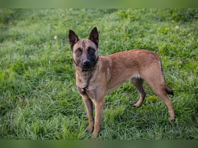 Dete: Sucht ein Zuhause