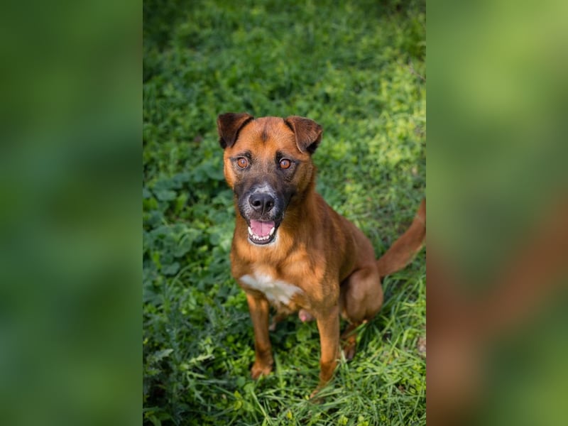 Abbi: sucht ein Zuhause