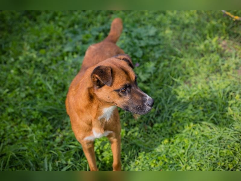 Abbi: sucht ein Zuhause