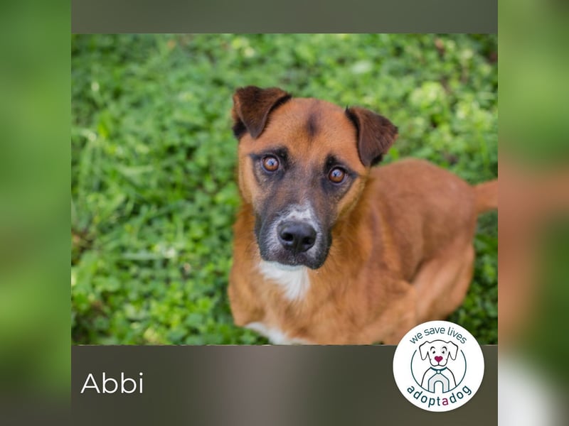 Abbi: sucht ein Zuhause
