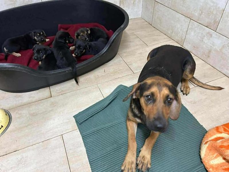 Milena: Sucht ein Zuhause