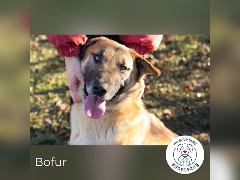 Bofur: sucht sein neues Zuhause