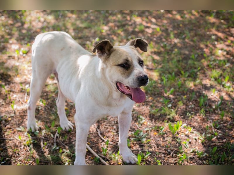 Ace: sanfter Riese sucht ein Zuhause